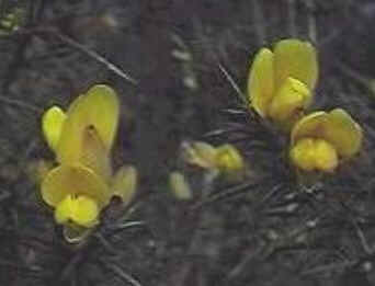 Gorse Gorse