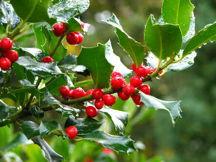 Holly Holly
