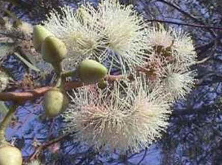 Florais de Minas Florais de Minas