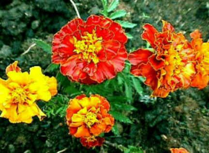 Florais de Minas