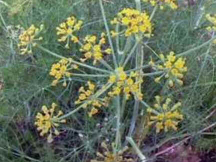 Florais de Minas