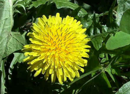 Florais de Minas