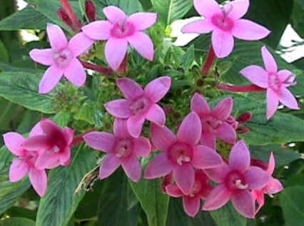 Florais de Minas Florais de Minas