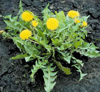 Florais de Minas