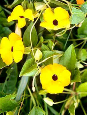 Florais de Minas