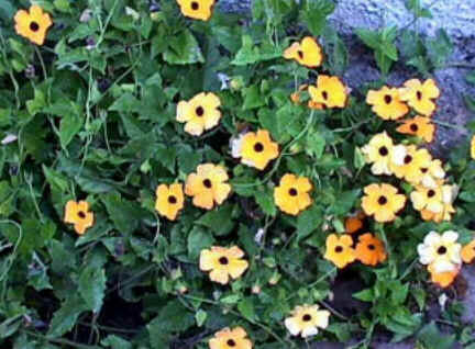 Florais de Minas
