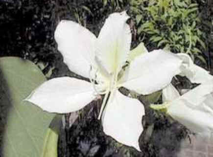 Florais de Minas Florais de Minas