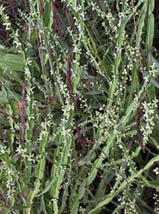 Florais de Minas Florais de Minas