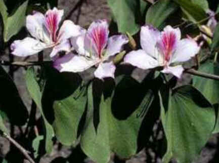 Florais de Minas Florais de Minas