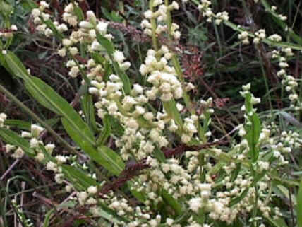 Florais de Minas Florais de Minas