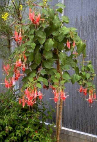 Florais de Minas