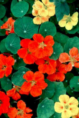 Florais de Minas Florais de Minas