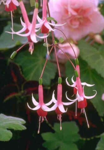 Florais de Minas
