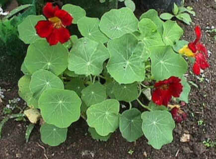 Florais de Minas Florais de Minas