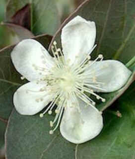 Florais de Minas Florais de Minas