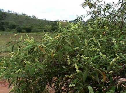 Florais de Minas Florais de Minas