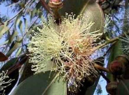 Florais de Minas Florais de Minas