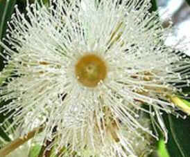 Florais de Minas Florais de Minas