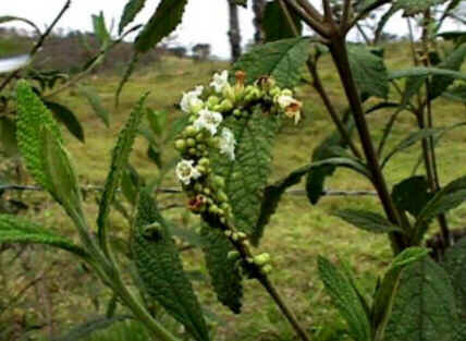 Florais de Minas Florais de Minas
