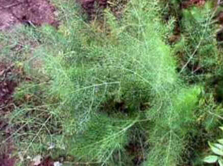 Florais de Minas