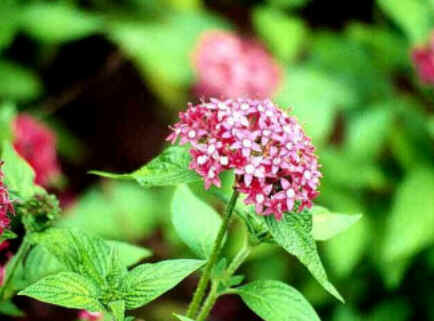 Florais de Minas Florais de Minas