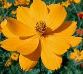 Florais de Minas Florais de Minas