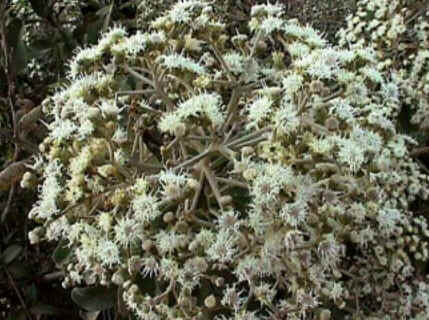 Florais de Minas