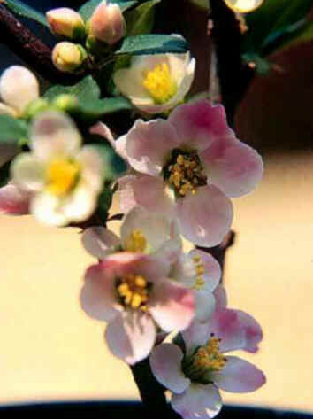 Florais de Minas Florais de Minas