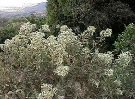 Florais de Minas
