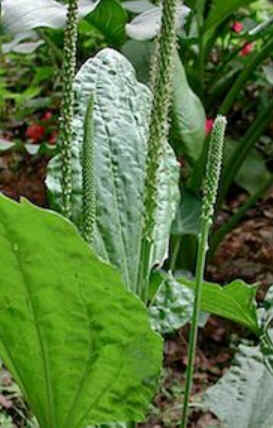 Florais de Minas Florais de Minas