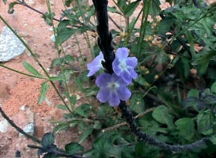 Florais de Minas Florais de Minas