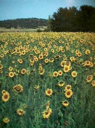 Florais de Minas