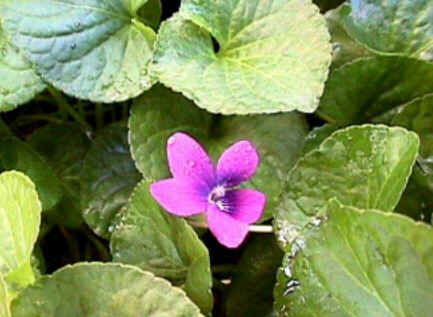 Florais de Minas