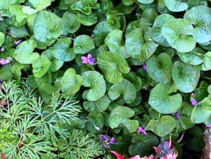 Florais de Minas