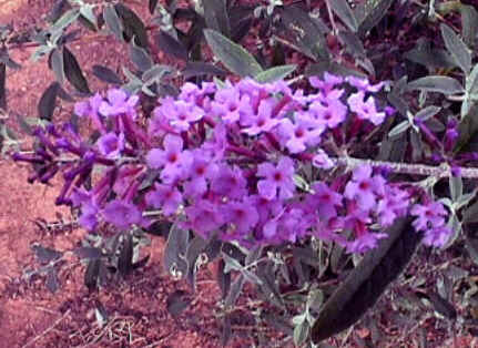 Florais de Minas Florais de Minas