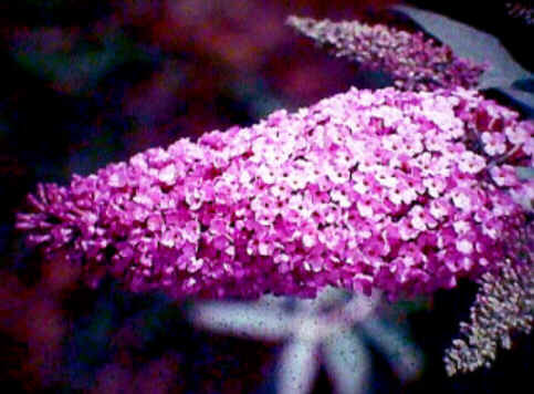 Florais de Minas Florais de Minas