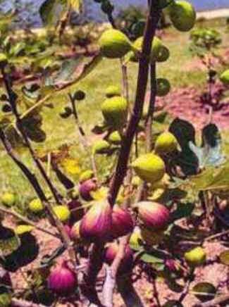 Florais de Minas Florais de Minas