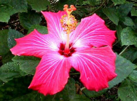 Florais de Minas Florais de Minas