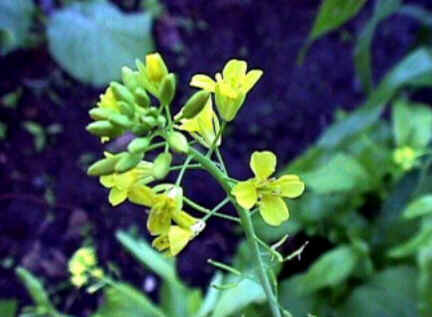 Florais de Minas