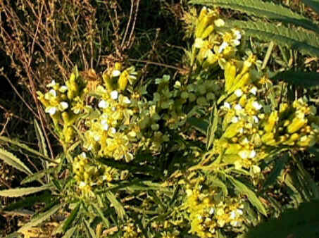 Florais de Minas
