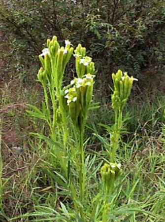 Florais de Minas