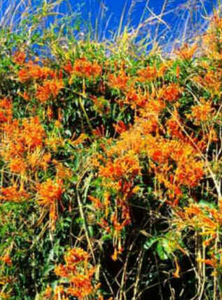 Florais de Minas Florais de Minas