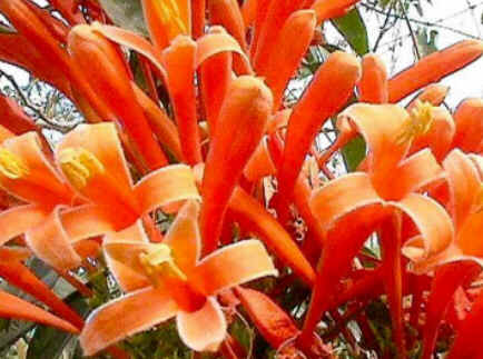 Florais de Minas Florais de Minas