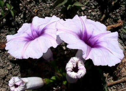 Florais de Minas Florais de Minas