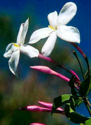 Florais de Minas Florais de Minas