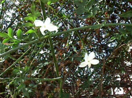 Florais de Minas Florais de Minas