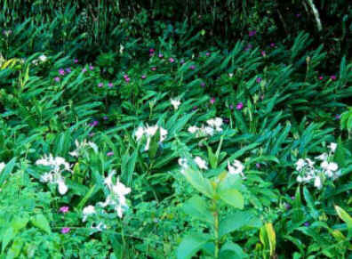 Florais de Minas Florais de Minas