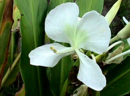 Florais de Minas Florais de Minas