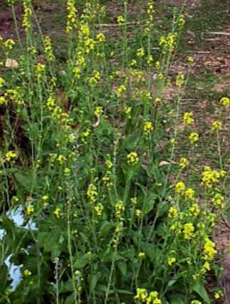 Florais de Minas