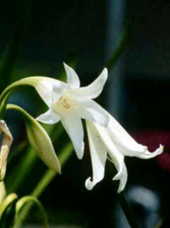 Florais de Minas